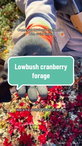 Low Bush Cranberry, Lingonberry   A 100g serving of raw, lowbush cranberries (also known as lingenberries) contains about 55 calories, with 12g of carbohydrates, 0.5g of fat, and 0.4g of protein, along with notable amounts of Vitamin C, Vitamin A, and iron. These fruits are also rich in antioxidants, like flavonol polyphenols, which are beneficial plant compounds.   #alaska #forage 