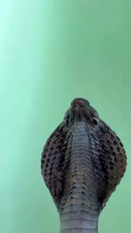#creatorsearchinsights king cobra Breathing #yourpage #wildlife #viral 