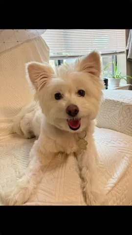 Do I look like the dog from Cesar dog food or is it just me? 🐾😅 #fyp #dog #doglover #motivation #tuesday @CESAR Dog Food 