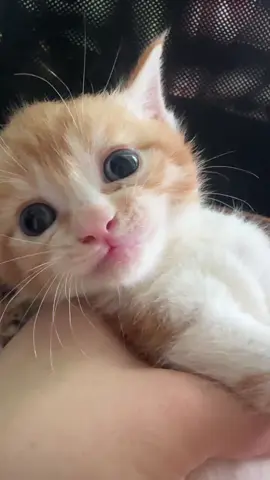 So cute #cutecat #pet #kucing #kitty 