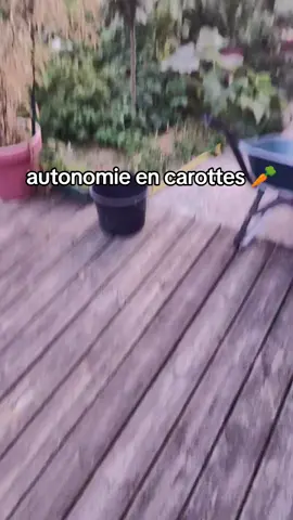 autonomie en carottes ! #permaculture #potager #astuce #carotte #jardinage 