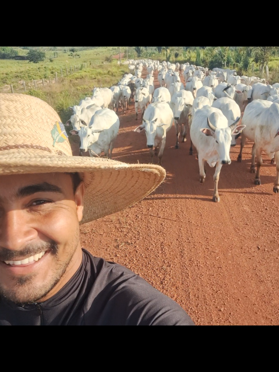 IATF!#viral #agro #rural #pecuária #vaca 