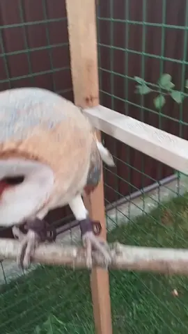 #barnowl #owl #сипуха #сова 