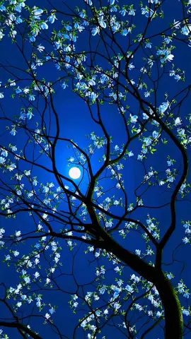 Beautiful Moon 🌙🌠🌴 @🌷Nature ❄️  #beauty #moon #moonlight #night_sky #trees 