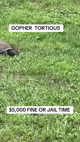 #jailtime #courtfines #gamewarden 