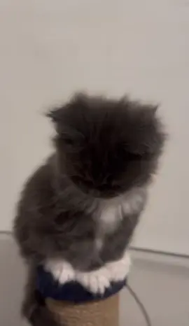 Such a cute kitty😍❤️ #mainecoonlovers #mainecoon #fyp #goviral #maincoon 