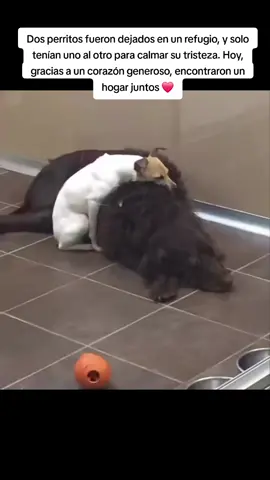 Lo tierno de hoy! 😳 . . #viral #virales #Video #videosvirales #fyp