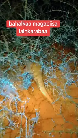 #fyp #frpppppppppppp #muqdishotiktok🇸🇴🇸🇴❤ #muqdidishotikto🇸🇴🇸🇴 #galmudugnimotikto 