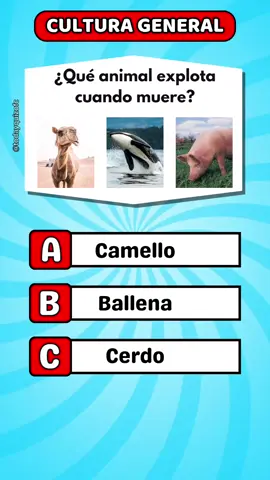 General Knowledge  #quiz #quizchallenge #LearnOnTikTok #generalknowledge #unitedstates 