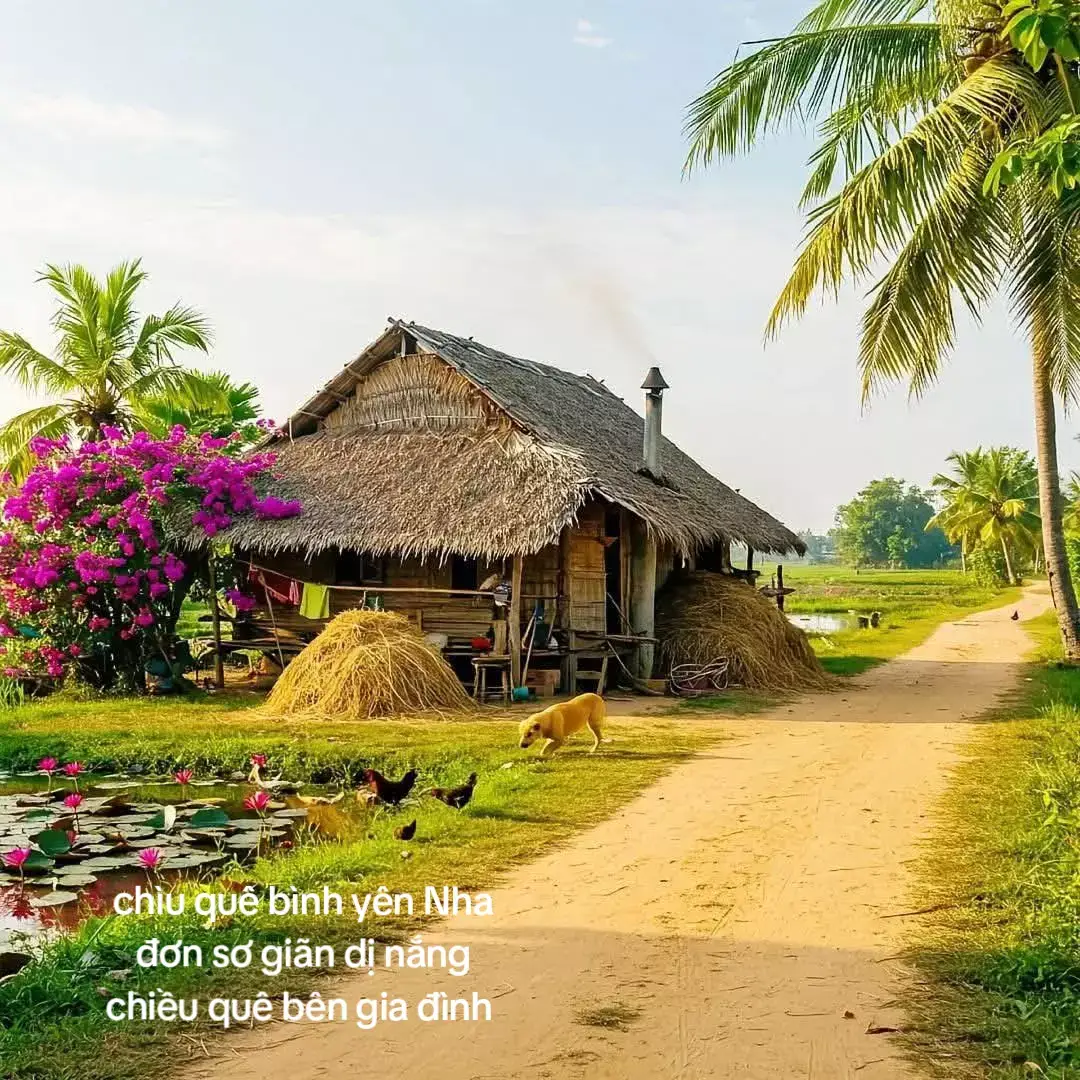 hình ảnh quê hương miền tây rất đẹp ruộng lúa xanh ngát bình yên nhưng ngôi nhà đơn sơ giãn dị 