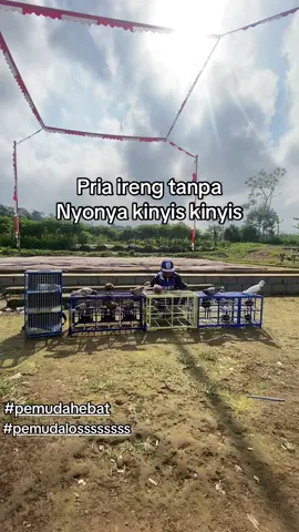 #merpatilovers #merpatikolongbebas #merpatikolong #merpatiwonosobo #fypppppppppppppp 