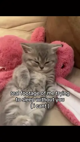 #cat #catsoftiktok #couple #ilovemybf #ilovemygf #relatable #fyp 
