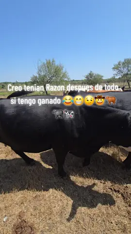 La mejor vida es en el rancho 🤠🐂🐄🐄