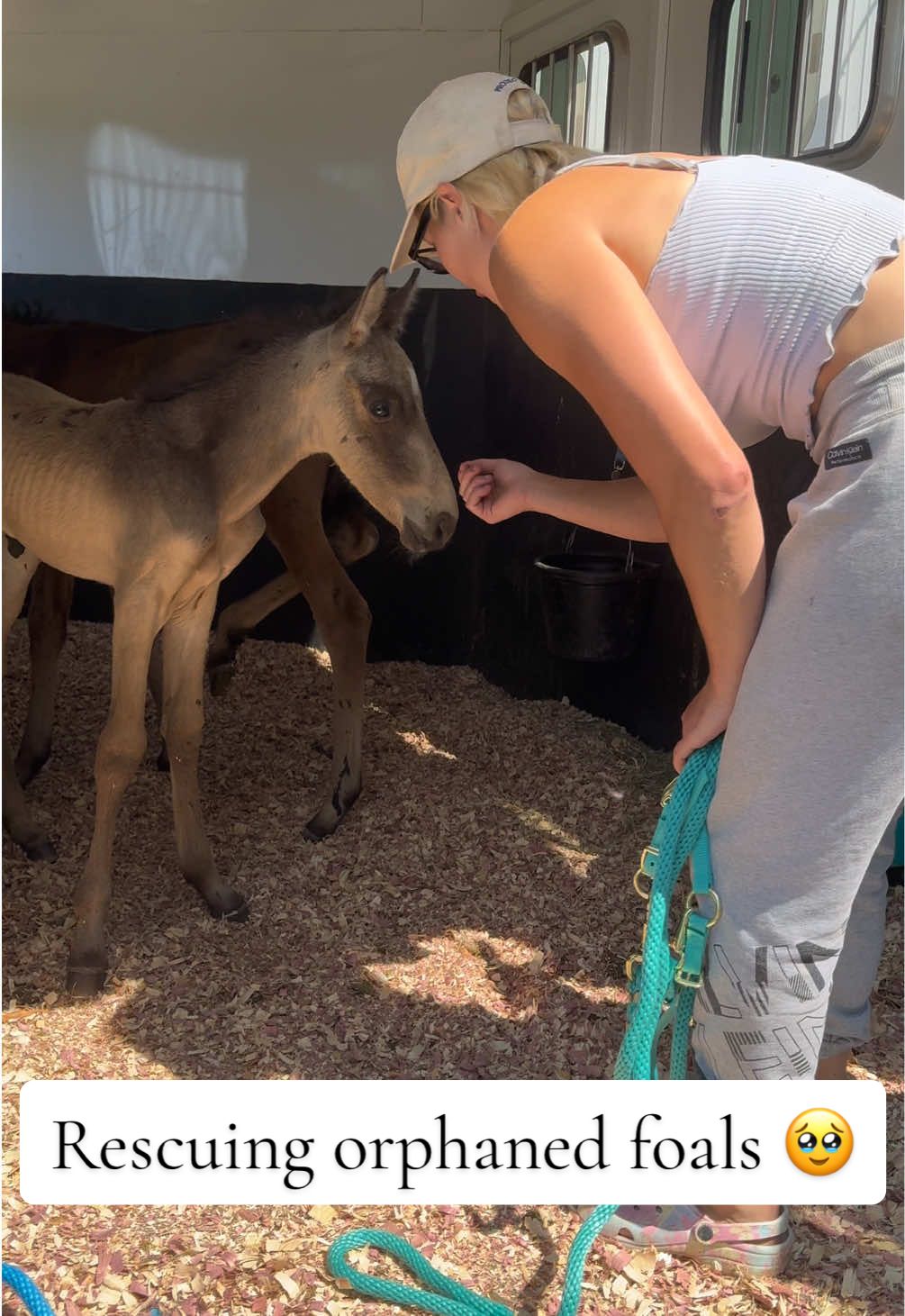 Love heals, so do horses. ❤️‍🩹🐴 #animalfriends #rescueanimals #horses #horsesoftiktok #horsegirl 