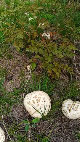 грибочки #отдыхнаприроде #грибочки #гриб 