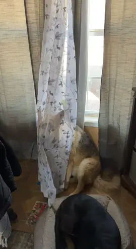 I’m in the house. Do you know where I am? #gsd #germanshepherd #dogsoftiktok #funnydogvideo #creatorsearchinsights 