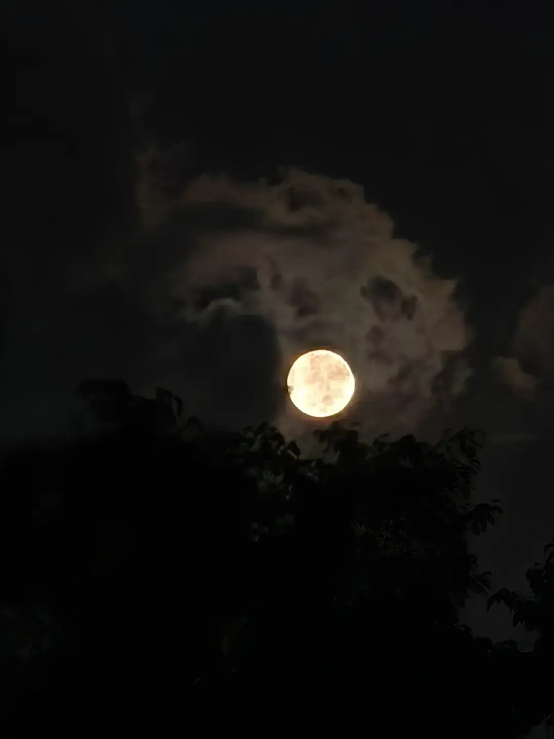 #الشيخ_المنشاوي 