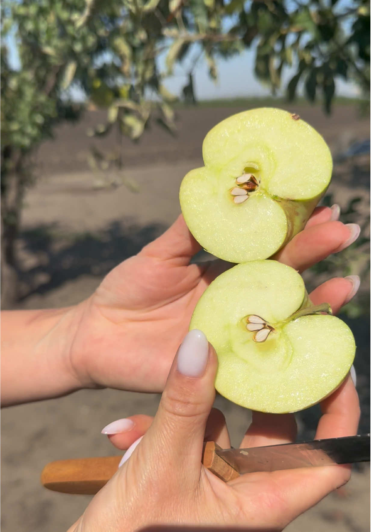 #садивалерії #купуйукраїнське🇺🇦 #власневиробництво🇺🇦 #тикток #яблоко 