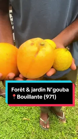 Qui connaît les mangues divines ? J’ai découvert beaucoup de variétés de plantes dans le jardin N’gouba 👌🏾 #guadeloupe #visite #decouverte #jardin #blackownedbuisness 