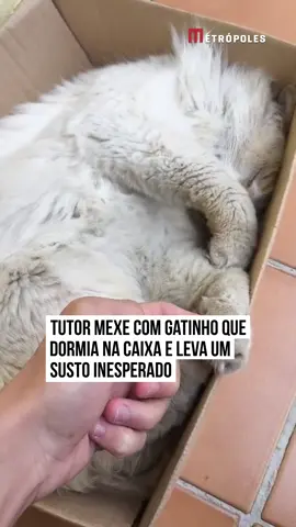 🐱📦 Um momento de fofura virou susto! O #gatinho dormia tranquilamente dentro da caixa quando o tutor resolveu brincar segurando sua patinha. O #felino segurou a mão do #tutor, parecendo completamente calmo e relaxado. 😻 Mas a calma não durou: de repente, o gato levantou de susto e acabou assustando o próprio tutor!  A cena hilária rapidamente conquistou a internet. Nos comentários, internautas se derreteram: “Gato ninja!” e “Esse susto foi épico!”  E você, também tomou um susto com a cena? #TikTokNotícias 📹 @estehfr| @myhoodbr