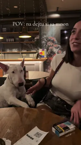 Bilokuda, Hugo svuda #dogmom #bullterrier #psi #foryoupage #fyp 