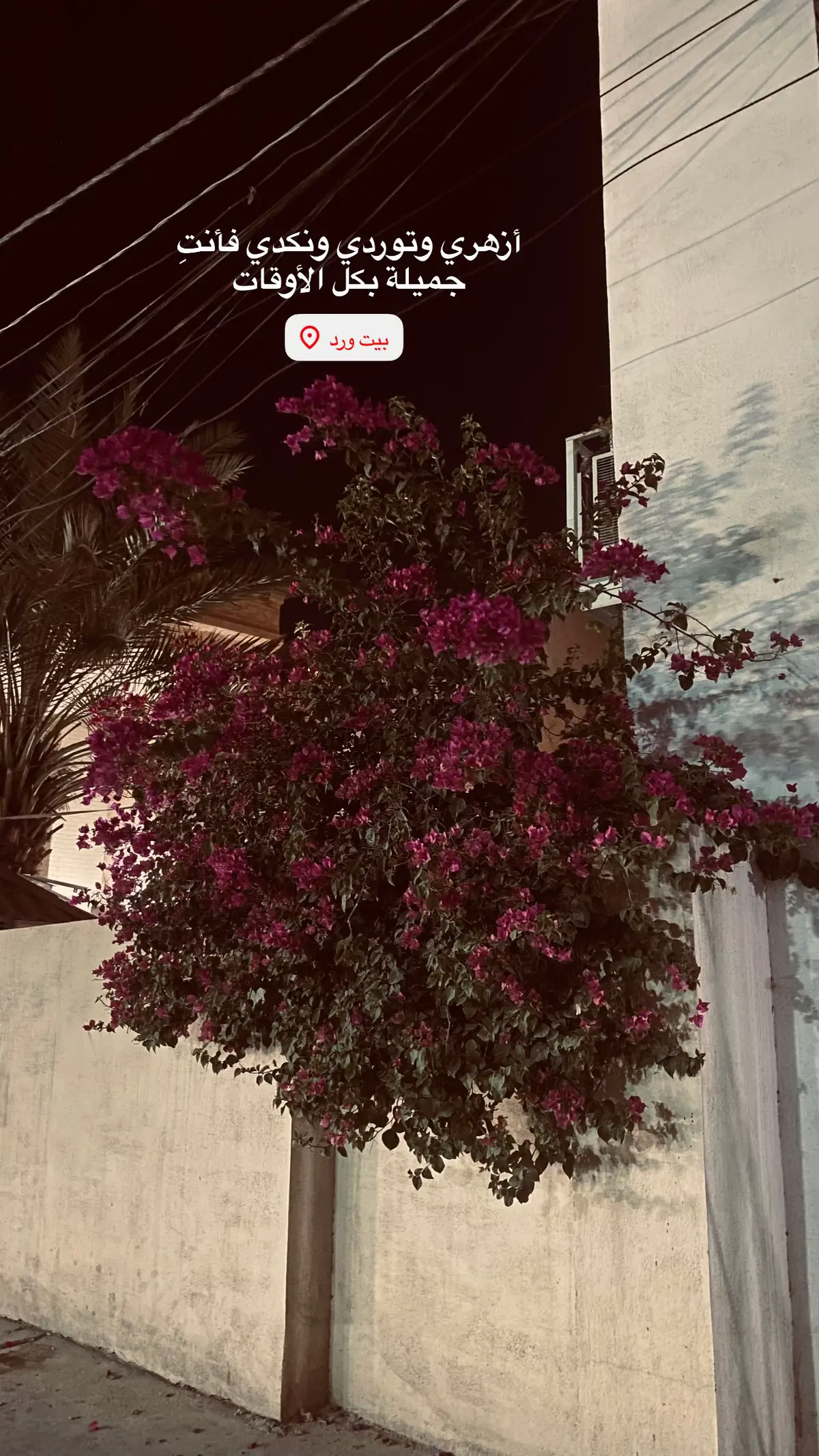 #الضلوعية #عبارات #fyp #اكسبلورexplore