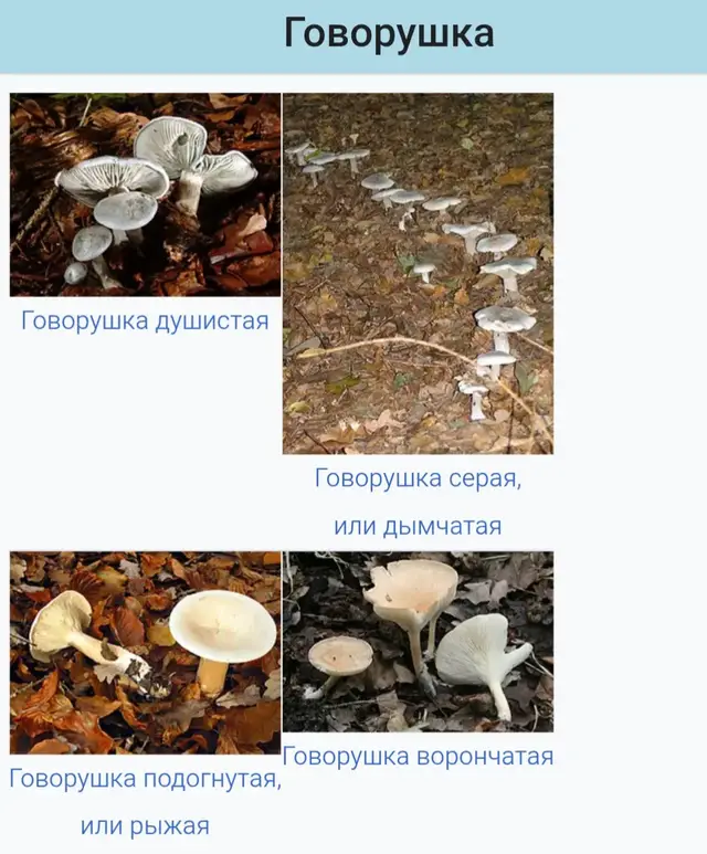 Плодовые тела чаще всего небольших или средних размеров (диаметр шляпки — около 3–6 см). Шляпка светлая: беловатая, серовато-коричневая, палевая, вогнутая посередине, до воронковидной, гладкая, сухая. Ножка тонкая (0,5–1 см), цилиндрическая. Пластинки белые или светлоокрашенные, низбегающие на ножку. Споровый порошок белый или кремово-белый. #говорушка  @retnoxer @GMDakr 