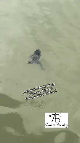 La vida es de Color de Rosa!!  No importan los obstáculos!!   #parati #viralvideo #ranas #vidaanimal #especial 