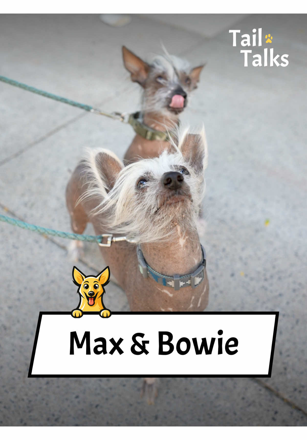 Max & Bowie, 8 & 10 Years Old, Chinese Crested, these two cuties may not have too much hair, but they have huge hearts and lots of love to give. They adore being cuddled and snuggled, and will greet any sweet human who comes their way. #chinesecrested #hairlessdog #dogs #dogsoftiktok #streetinterview 