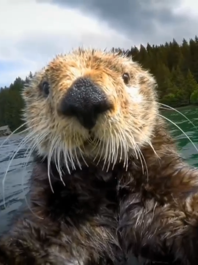 I love sea otters so much  🦦💗  #otter #seaotter #otters #cuteanimals #animal 