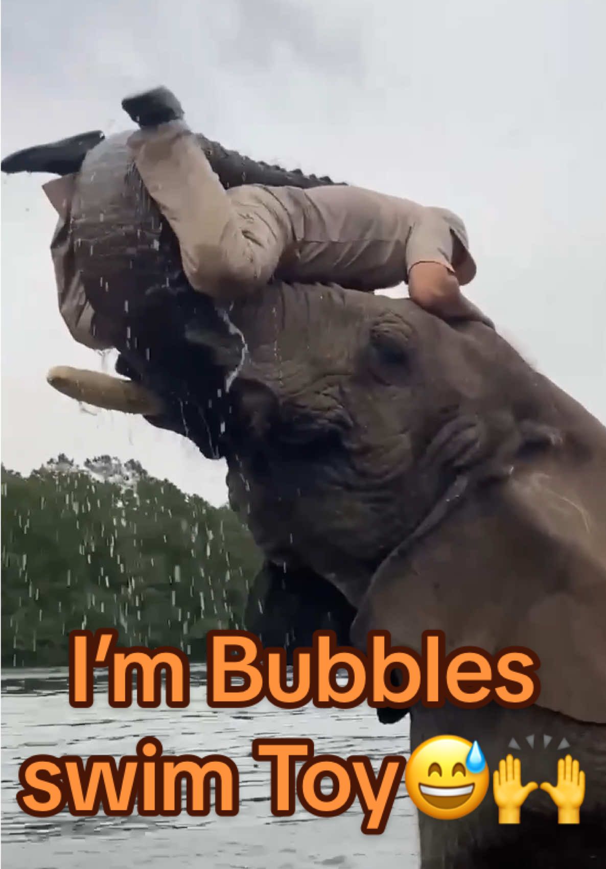 Spending time with Bubbles the elephant is truly something out of a dream 🐘💦 She was so gentle helping me climb onto her back, but the moment we hit the water she turned me into her play toy 😅😂 Watching her splash around and show off her fun personality just reminds me how incredible and beautiful these animals are ❤️ ✨ Elephants actually have the largest brain of any land mammal, and can remember water holes and migration routes even after many years 🧠🐘 Moments like this make you realize just how lucky we are to share the planet with such amazing creatures 🙌✨