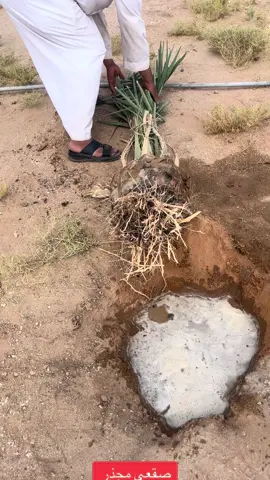 #نخيل_للبيع #نخيل_مجذر #نخيل_مثمر_بجميع_انواعه_ومقاسته_المختلفه #المملكة_العربية_السعودية #المملكة_العربية_السعودية #القصيم_بريده_عنيزه_الرس_البكيرية #الزلفي_المجمعه_الغاط_الارطاويه_الرياض #الدمام_الخبر_الشرقيه_الاحساء_الهفوف #البكيرية_الخبراء_رياض_الخبراء_البدائع #المجمعه_الزلفي_الغاط_الارطاويه_الرياض #المزاحميه_الرياض_القصيم_بريده #اكسبلورexplore #تكريب_النخيل🌴🌴🌩🌦🌥👍 #بيشه_الجنوب_عسير_ابها_الرياض_الدمام #المدينه_المنوره_مكه_المكرمه_الرياض #تبوك_الورد_تبوك_تيماء_ضباء_حقل #عنيزه_القصيم #بريده_القصيم_اكسبلور_فولو #تركيب_شبوك #تبوك_الورد_تبوك_تيماء_ضباء_حقل 