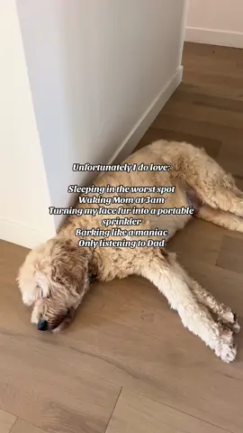 We all have our flaws #fyp #foryou #foryoupage #viral #dogsoftiktok     