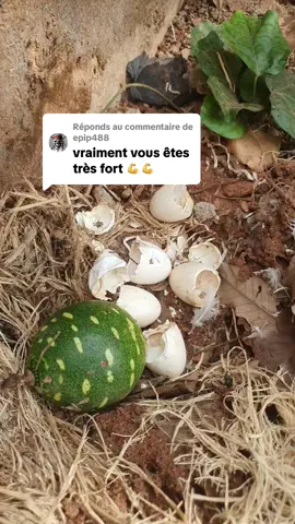 Réponse à @epip488  #astuces #benintiktok🇧🇯 #ÔMÔ ÔBA  ÒDÈOGOU ADÉYÊMI   WHATSAPP 01 94 97 12 30 ❤️ 