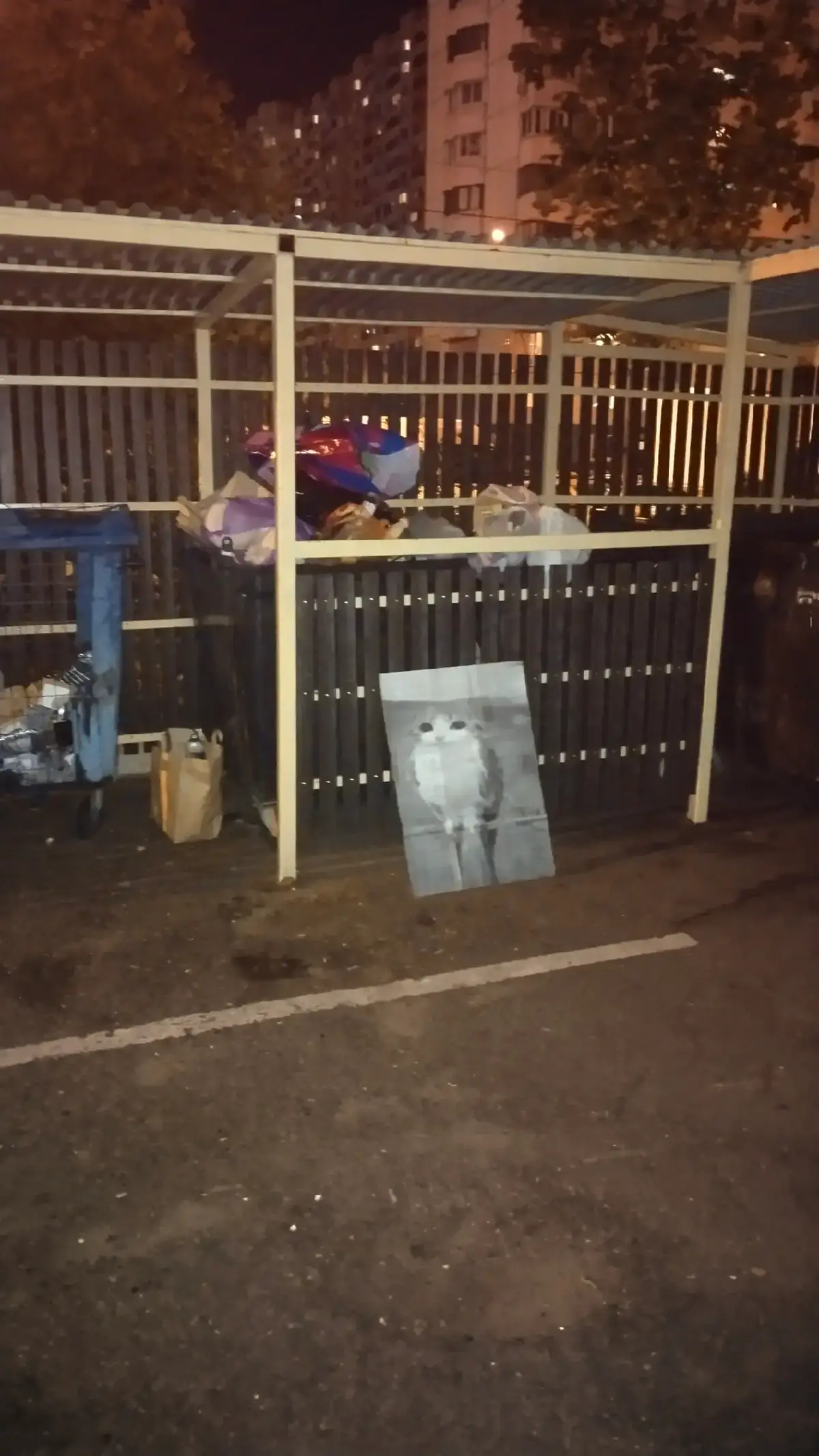 #meowl #owlcat #менябьютдома #сильно 