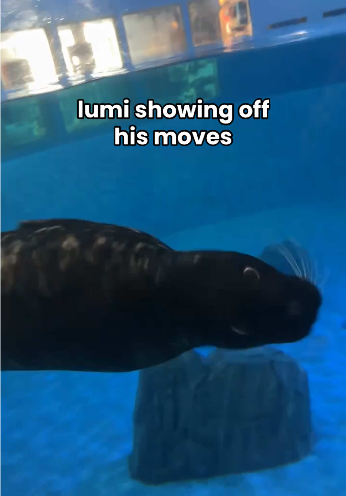 Lumiere would like to know what you think of his spinning ability… #seal #aquarium #niagarafalls #underwater #spinning 