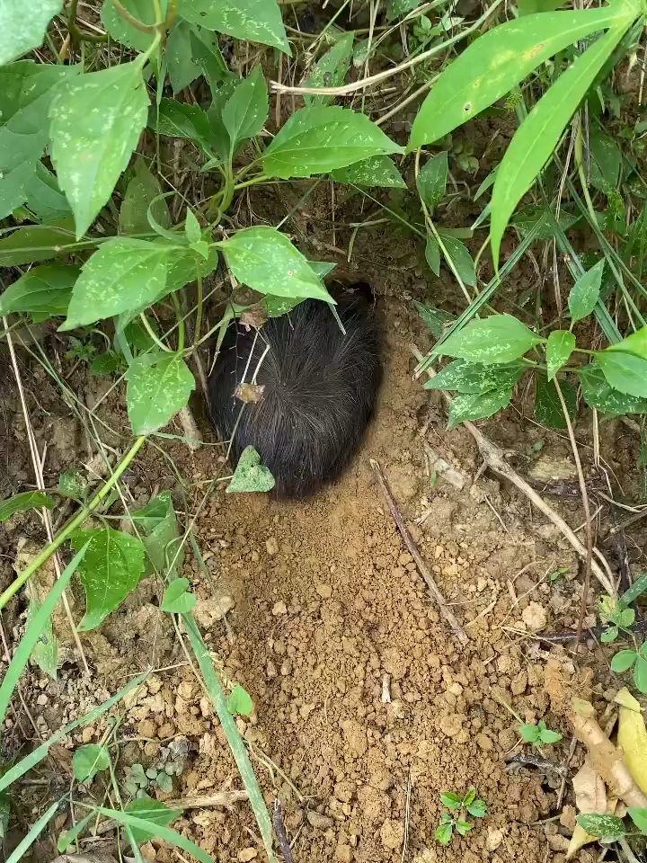 #foryoupage❤️❤️ #fyppppppppppppppppppppppp #caughtoncamera