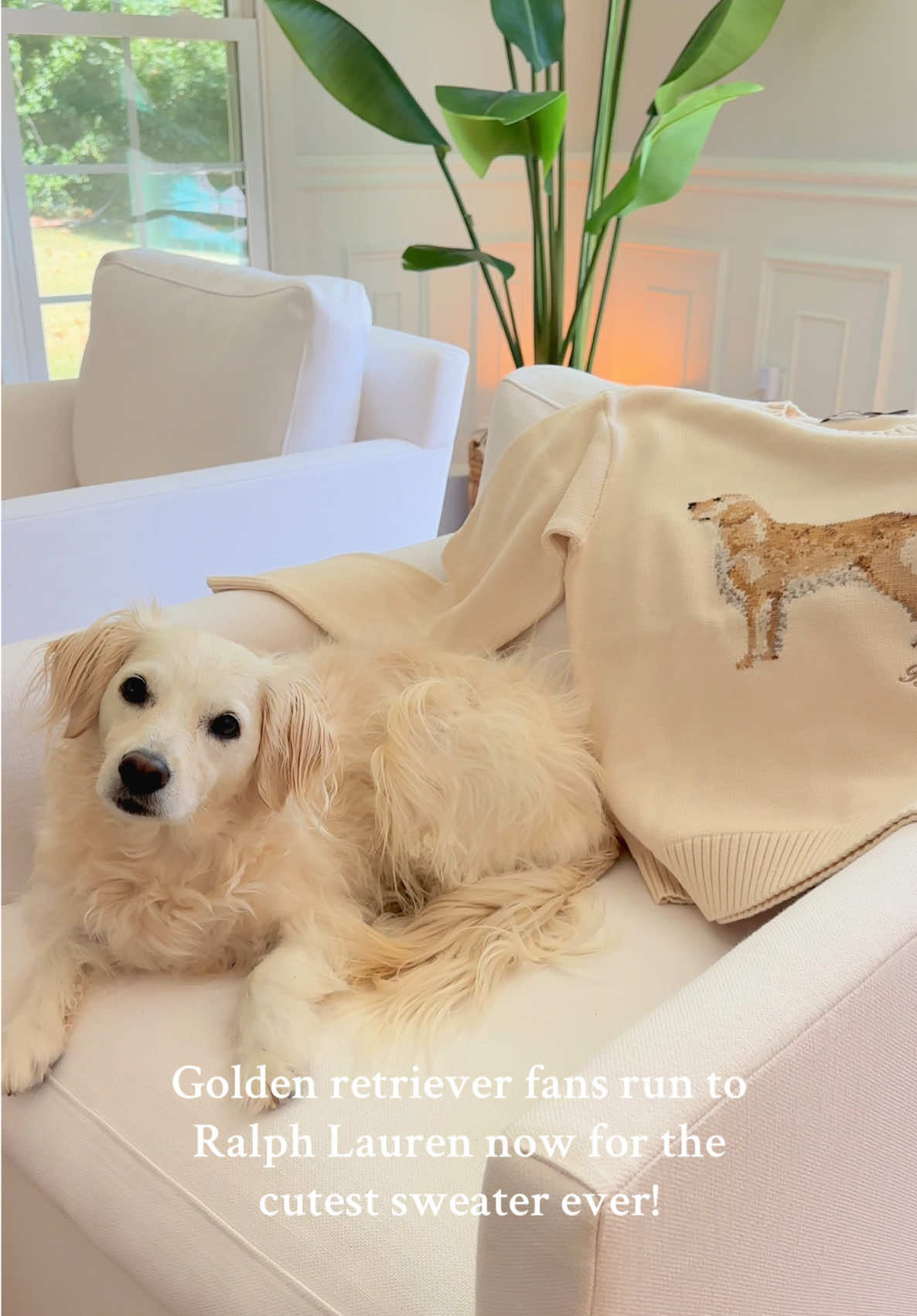 This sweater is a must have for all golden retriever owners #ralphlauren #goldenretriever #goldenretrievers #sweater #fall 