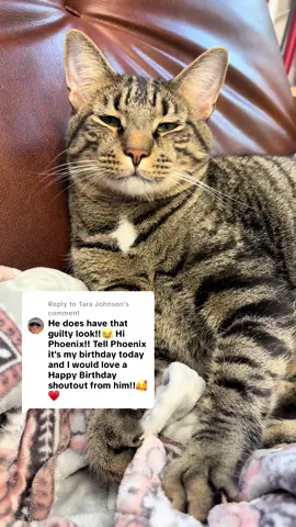 Replying to @Tara Johnson he even threw in a head butt for you ❤️ Happy Birthday!! #catsoftiktok #phoenix #tabbycatsoftiktok #fyp #trending 
