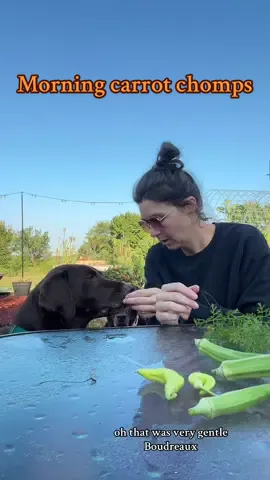 Morning carrot chomps and yap with Mally and Boudreaux🥕🥕🥕 If you’re new here, I make a lot of throne of glass references. Just roll with it. The dogs are not fans of okra as treats. Also fat bear week is just around the corner. Get excited!!!  #chocolatelab #carrots #garden #gardening 