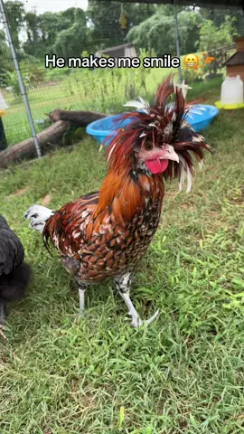 He’s so goofy 🤪 #chicken #goofychickens #polishchicken #chickensoftiktok #chickenmama 