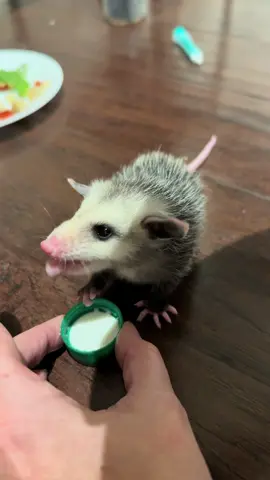 #opossum #opossumsoftiktok #opossumlove #opossumrescue #ozzieopossum