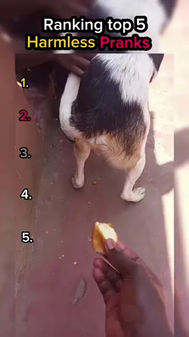 Ranking top 5 harmless pranks.guy rubs chip on dogs butt and feeds it to friend atasa.guy end girls phone call atasa.homeless method gone right.#top5 #ranking #moments #harmlessprank #funny 