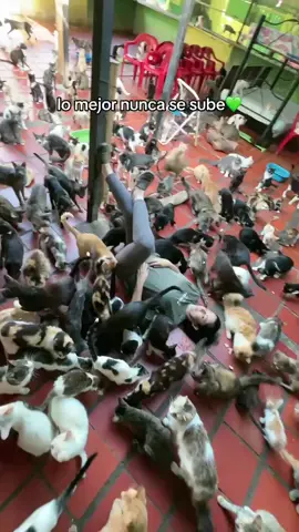 💚✨ #tropacomunidad #latropagatunadeyanet #tropagatuna 