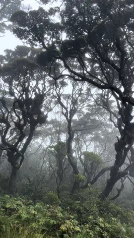 Forest for Rest 🍃 . . . #fyp #hutanlumut #gunungsinggalang #telagadewi2762mdpl 