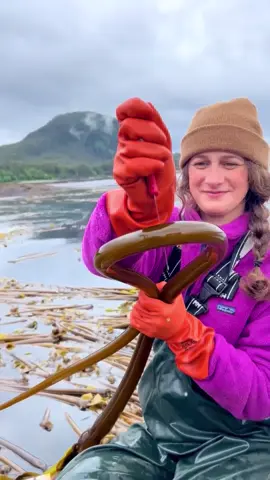 We should probably be telling you kelp is a superfood that will save the planet. 🌎 