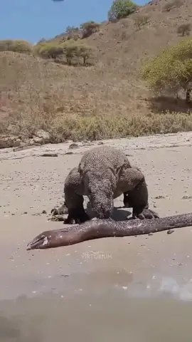 Electric Eel STRIKES with 860 Volts ⚡️#fyp  This is the most dangerous fish in the world. The electric eel. The moment you touch it, it can unleash up to 860 volts of electricity. Enough power to kill even a crocodile. It generates this shocking energy through special electrocyte cells in its body. A natural weapon so powerful, that even large animals can’t withstand it.