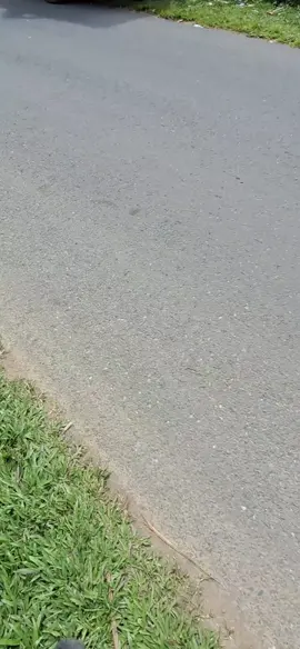 dncok bolo😃😃#padahariini #drevermudapunyacerita🤙🤙 #foryou #sengonbalap #fyppppppppppppppppppppppp 