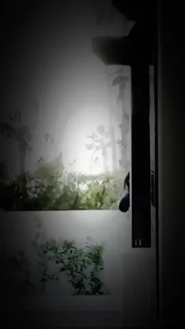 # فليت# الذي # خمسه # ذليلان# في  شامله#🏴 #