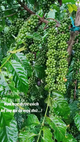 Không có việc gì khó,chỉ cần bỏ cuộc là xong.Cố lên...!thả❤cho sự cố gắng của bạn nào#trending #xuhuong #coffee #nông dân #cà phê đa thân thả ngọn chín sớm